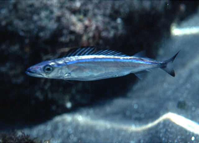 Promethichthys prometheus